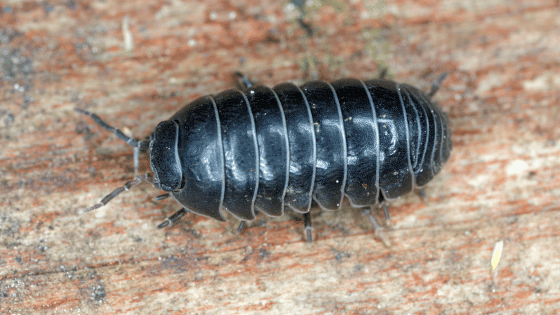 Black isopod on wood
